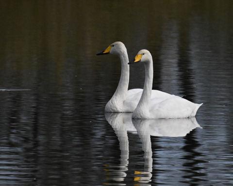 オオハクチョウ4457