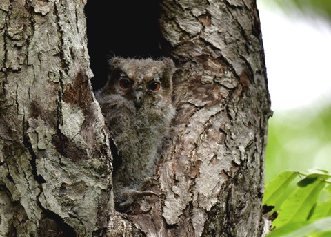 オオコノハズクのヒナ8153