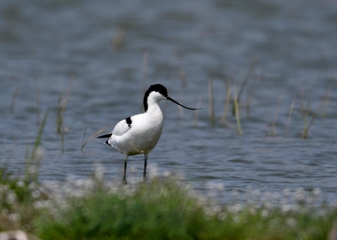 ソリハシセイタカシギ8609