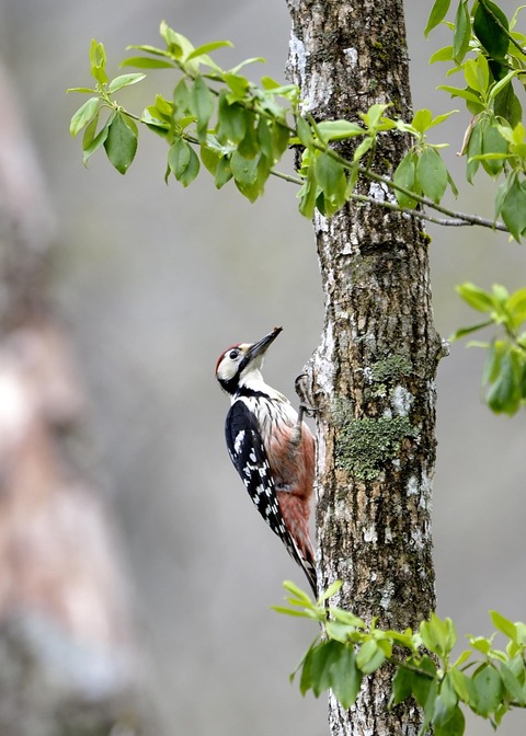 オオアカゲラ♂1402