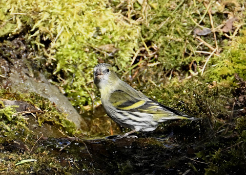 マヒワ♀8538