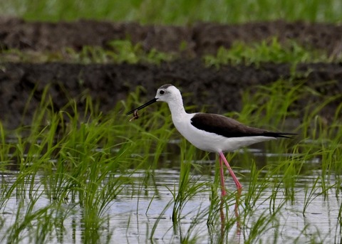 餌捕りセイタカシギ♀0067