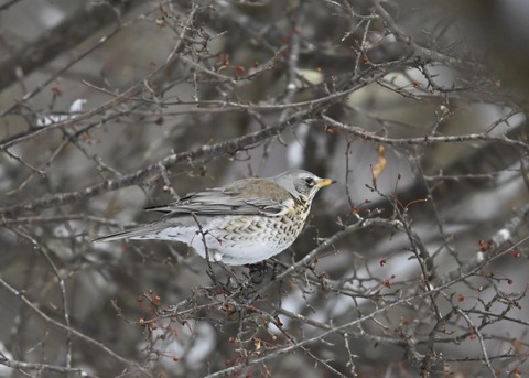 ノハラツグミ1393