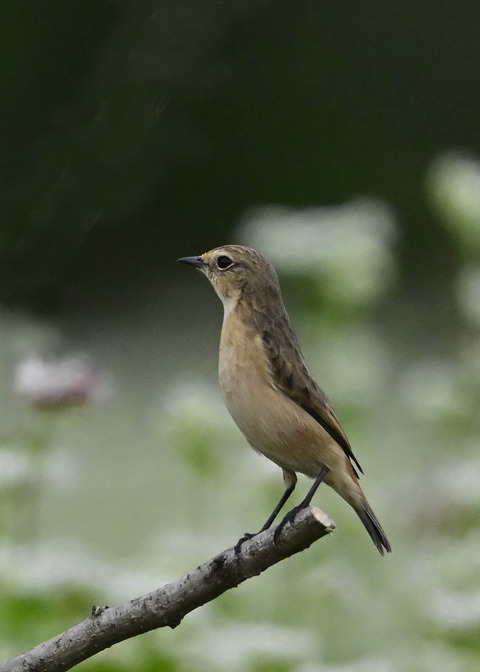 ノビタキ♀6589