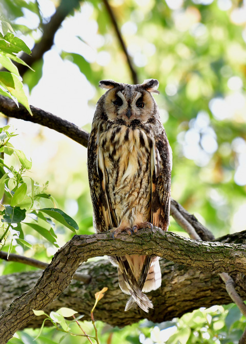 トラフズク♀6280