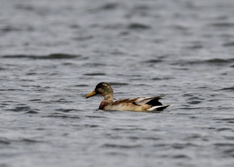 マガモ♂エクリプス1767