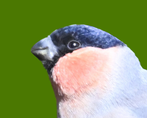 アカウソ♂・♀0002