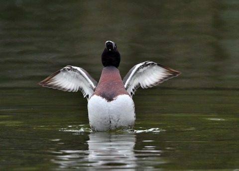 アカハジロ♂8783
