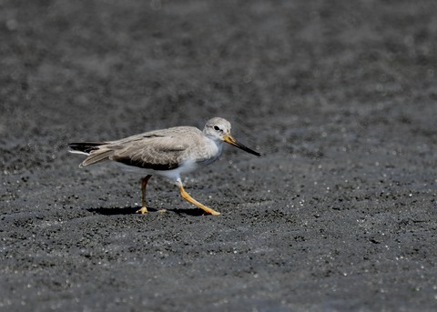 ソリハシシギ2546