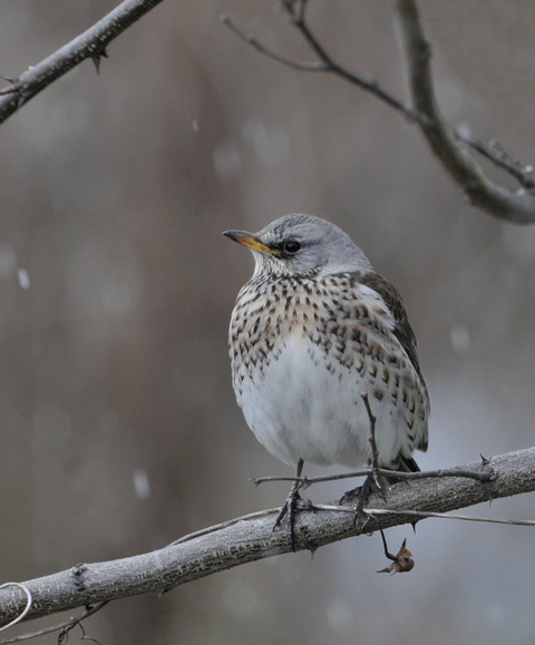 ノハラツグミ1201