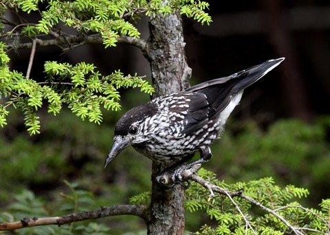 ホシガラス幼鳥3134