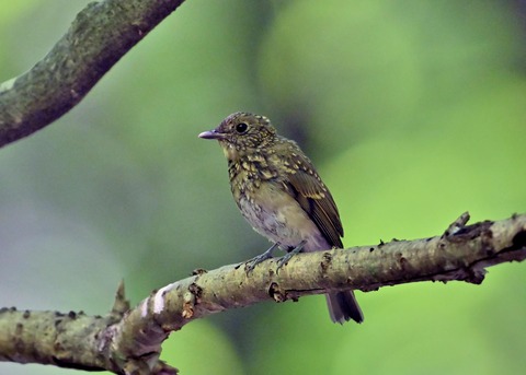 オオルリ♀幼鳥1248