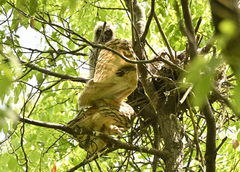 トラフズク♀2662