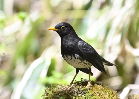 クロツグミ♂3097