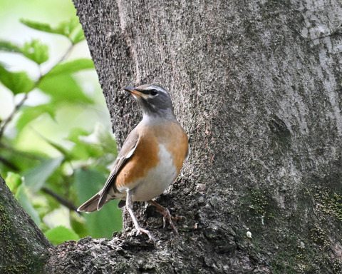 マミチャジナイ9891