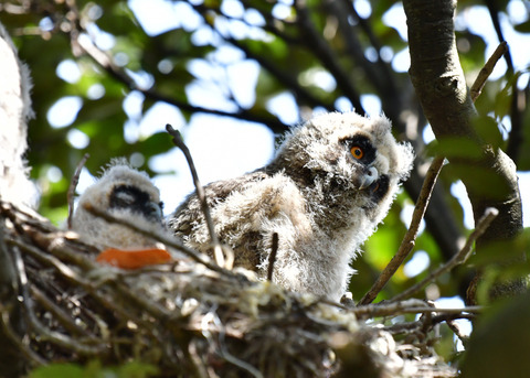 トラフズクのヒナ⑤6096