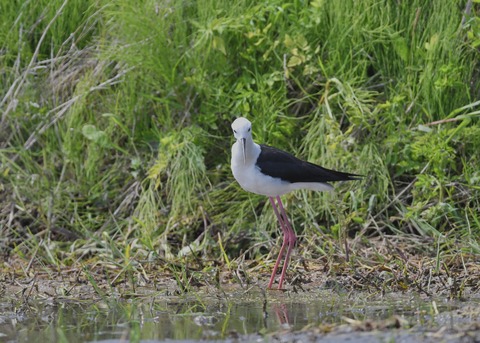 セイタカシギ♀5398