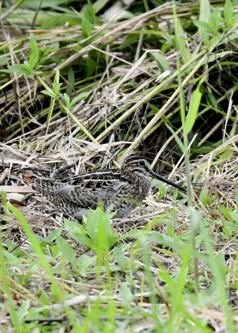 チュウジシギ3389