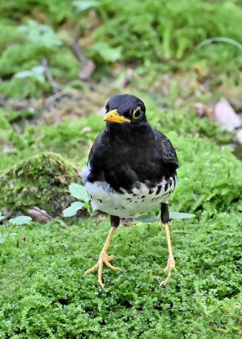 クロツグミ♂4290