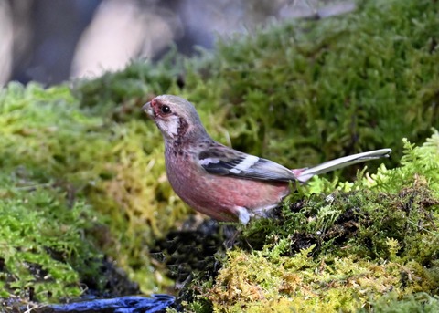 ベニマシコ♂6786