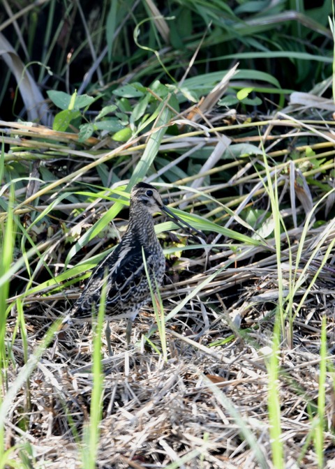 チュウジシギ0156