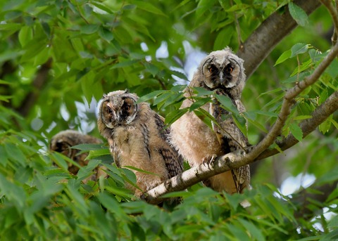 トラフズクのヒナ①②③6408