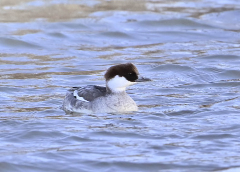 ミコアイサ♀1564