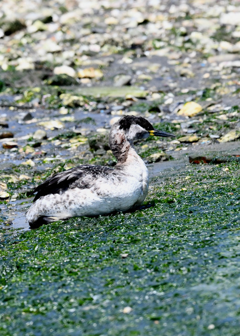ｱｶｴﾘｶｲﾂﾌﾞﾘ7559