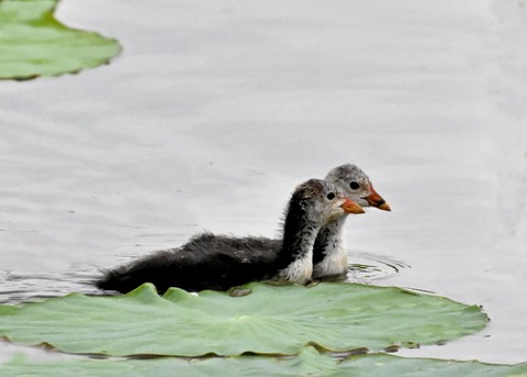 オオバンのヒナ4841