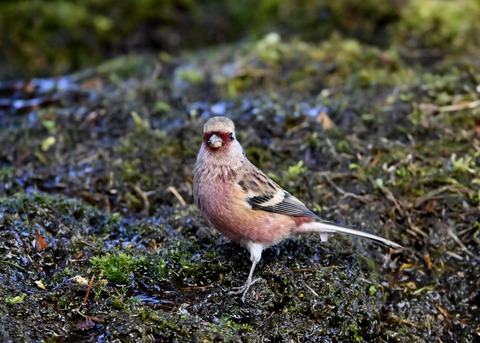 ベニマシコ♂5555