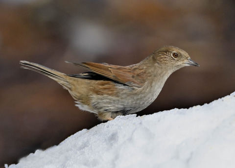 カヤクグリ4784