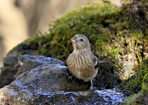 ベニマシコ♀6787