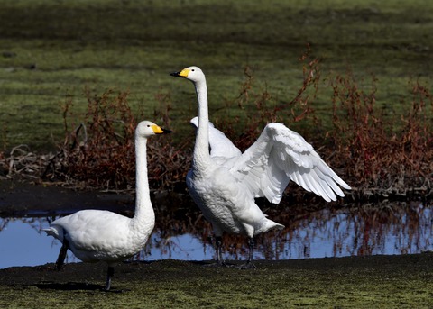 オオハクチョウ7954