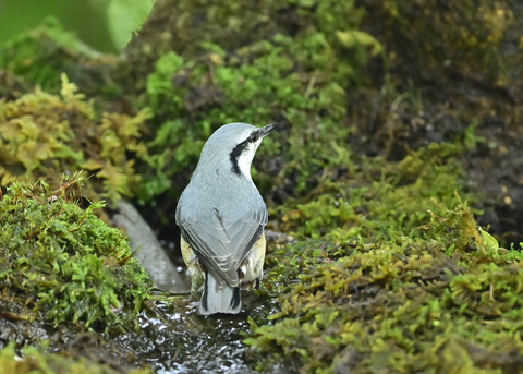 ゴジュウカラ1313