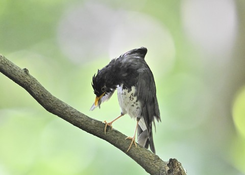 クロツグミ♂0229