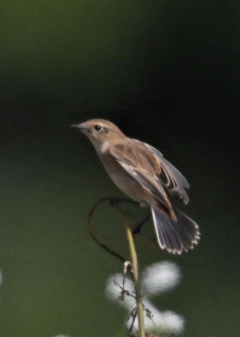 ノビタキ♀1831