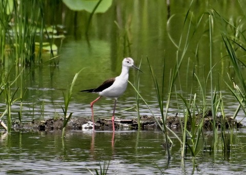 セイタカシギ8779