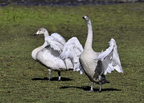 オオハクチョウ幼鳥3876