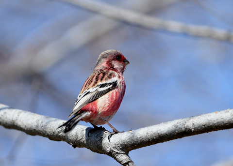 ベニマシコ♂2258