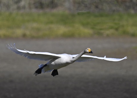 オオハクチョウ4062