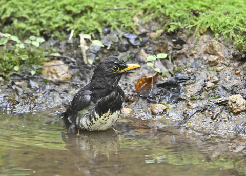 クロツグミ♂4040