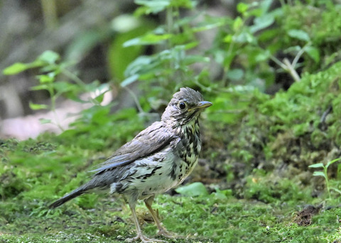 クロツグミ♂幼鳥5529