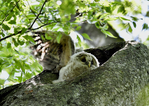 フクロウのヒナ②5579