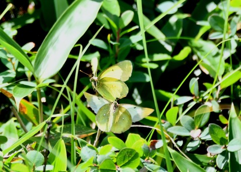 ミヤマモンキチョウ♂・♀2165◎