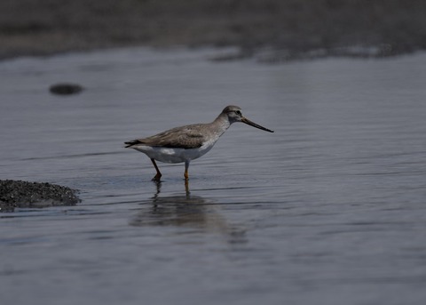 ソリハシシギ5578