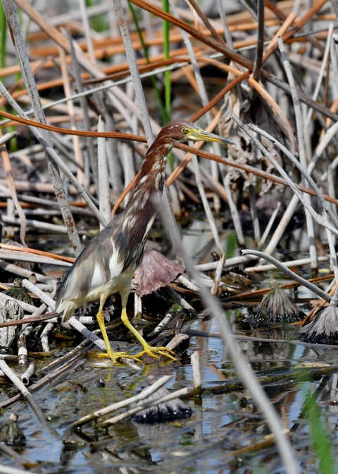 アカガシラサギ1166