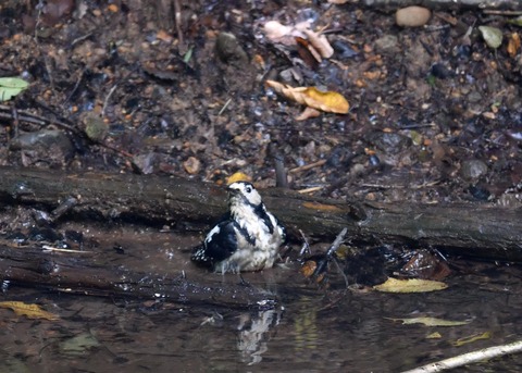 アオゲラ♀2578