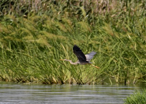 ムラサキサギ6628