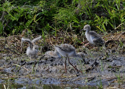 セイタカシギのヒナ①②③④5665