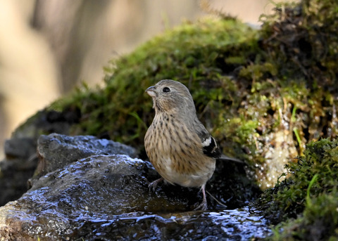 ベニマシコ♀6830